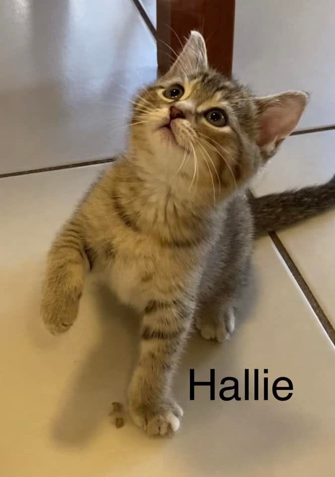 Hallie Hallie